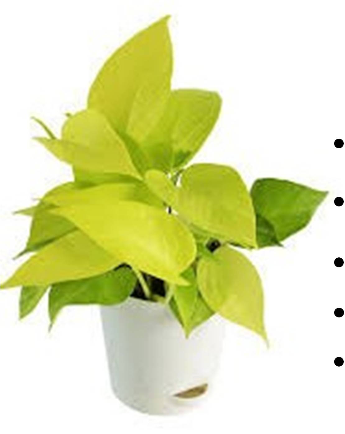 Golden Pothos